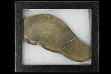 Polished Iguanodon Bone - Isle Of Wight #131198-2